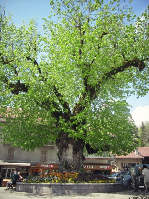 La place du gros tilleul 2